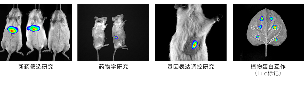 D-熒光素鉀鹽
