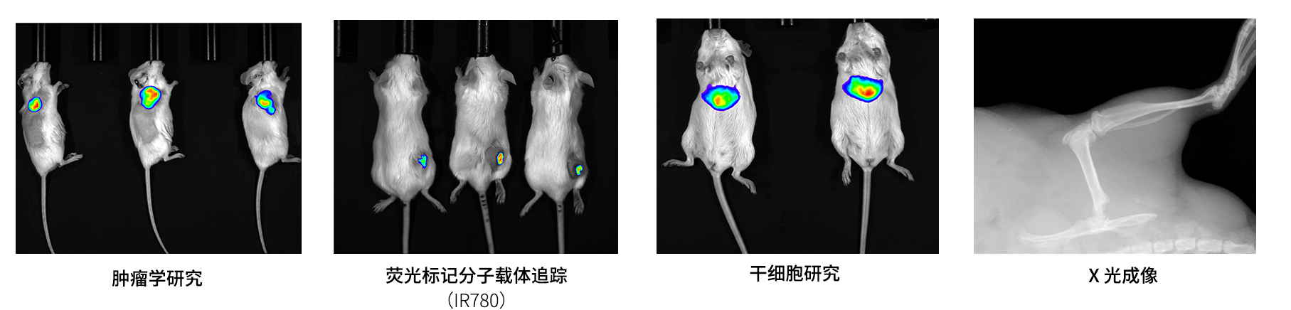 AniView600多模式動(dòng)物活體成像系統(tǒng)應(yīng)用案例