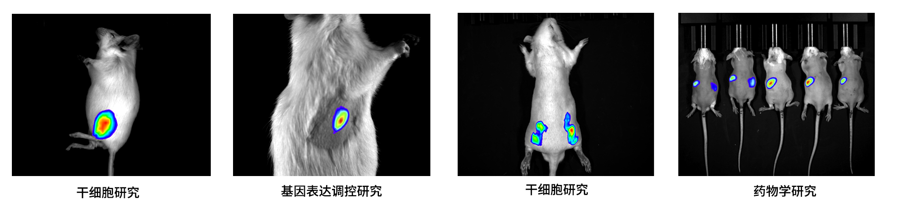 AniView100Pro多模式動物活體成像系統(tǒng)應(yīng)用案例