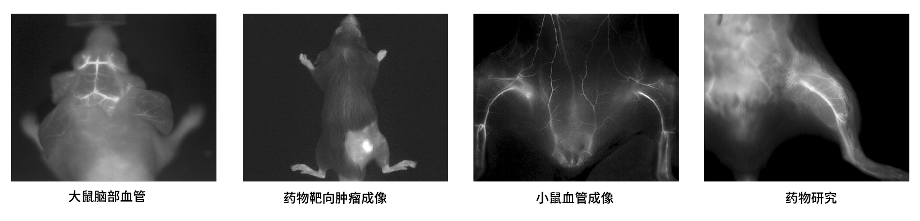 AniView30F近紅外二區(qū)活體成像系統(tǒng)應用案例