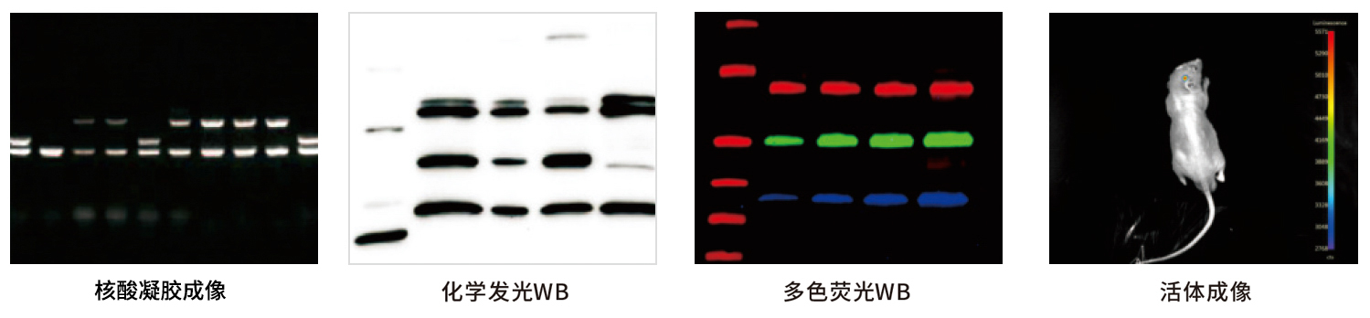 GelView 6000ProⅡ多功能圖像工作站應(yīng)用案例