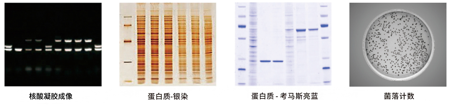 GelView 5000ProⅡ全自動(dòng)凝膠成像系統(tǒng)應(yīng)用案例